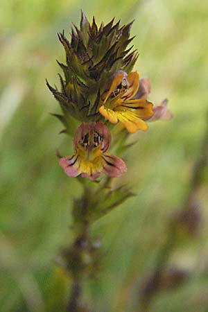 Euphrasia minima \ Zwerg-Augentrost / Dwarf Eyebright, E Pyrenäen/Pyrenees, Caldes de Boi 18.8.2006