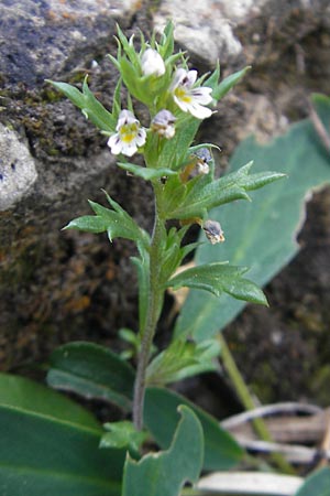 Euphrasia salisburgensis / Irish Eyebright, E Pyrenees, Ordesa 23.8.2011