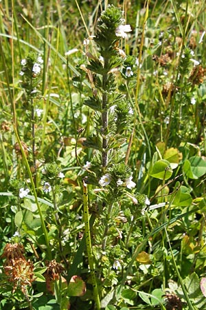 Euphrasia hirtella \ Zottiger Augentrost / Small Flowered Sticky Eyebright, E Picos de Europa, Posada de Valdeon 13.8.2012