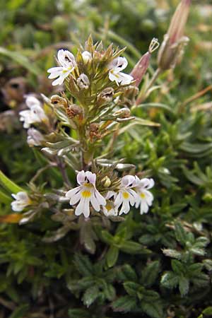 Euphrasia stricta \ Steifer Augentrost / Drug Eyebright, E Picos de Europa, Fuente De 14.8.2012