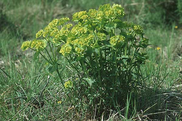 Euphorbia serrata \ Gesgte Wolfsmilch, E Katalonien Calders 1.5.2004