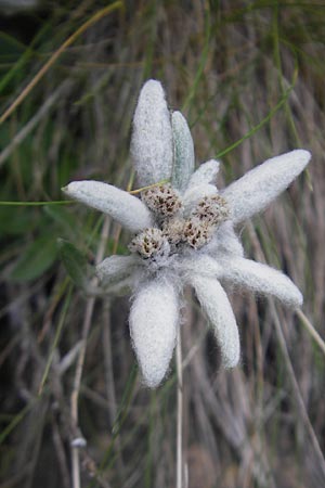 Leontopodium alpinum / Edelweiss, E Pyrenees, Ordesa 23.8.2011
