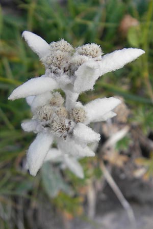 Leontopodium alpinum \ Edelwei / Edelweiss, E Pyrenäen/Pyrenees, Ordesa 23.8.2011