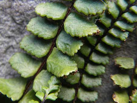 Asplenium trichomanes subsp. quadrivalens / Tetraploid Spleenwort, E Zumaia 16.8.2011