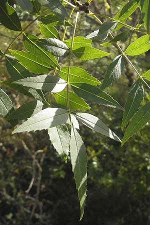 Fraxinus angustifolia \ Südliche Esche / Narrow-Leaved Ash, E Usun 20.8.2011