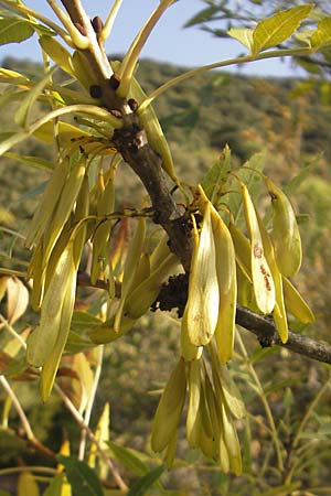 Fraxinus angustifolia \ Südliche Esche / Narrow-Leaved Ash, E Usun 20.8.2011