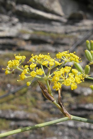 Foeniculum vulgare \ Fenchel, E Pyrenäen, Ordesa 24.8.2011