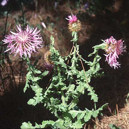 Centaurea sonchifolia \ Gnsedistelblttrige Flockenblume, E Marbella 20.4.1999