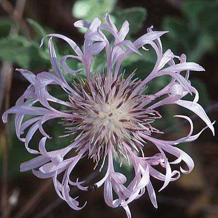 Centaurea sonchifolia \ Gnsedistelblttrige Flockenblume / Sowthistle-Leaved Knapweed, E Marbella 20.4.1999