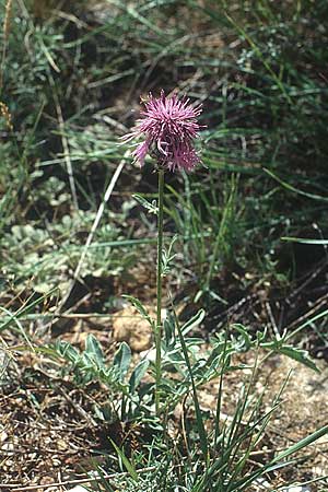 Centaurea scabiosa \ Skabiosen-Flockenblume, E Prov.  Teruel 23.7.2001