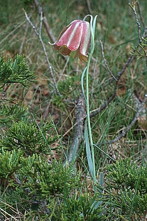 Fritillaria nigra / Pyrenean Fritillary, E Sierra del Moncayo 24.5.1990