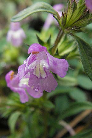 Galeopsis pyrenaica \ Pyrenen-Hohlzahn / Pyrenean Hemp-Nettle, E Pyrenäen/Pyrenees, Benasque 17.8.2006