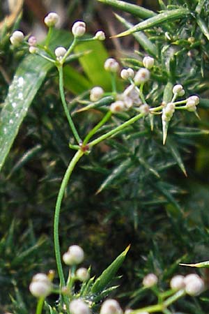 Galium estebanii or marchandii ? \ Nordspanisches Labkraut / Northern Spanish Bedstraw, E Picos de Europa, Covadonga 7.8.2012