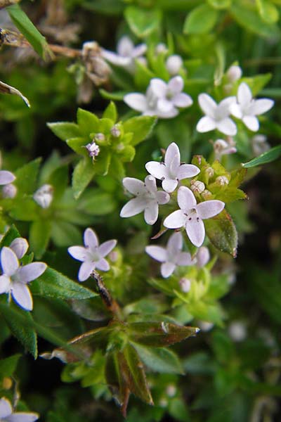 Sherardia arvensis / Field Madder, E Picos de Europa, Carrea 11.8.2012