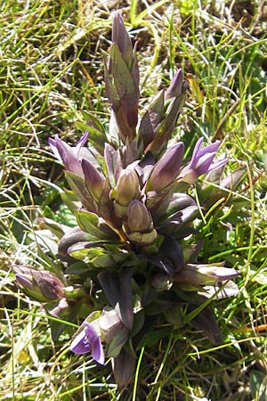 Gentianella campestris \ Feld-Kranzenzian, Feld-Enzian, E Pyrenäen, Hecho - Tal 19.8.2011