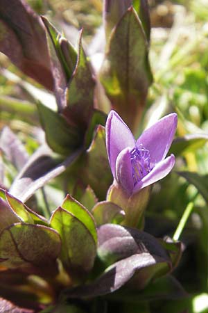 Gentianella campestris \ Feld-Kranzenzian, Feld-Enzian, E Pyrenäen, Hecho - Tal 19.8.2011