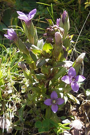 Gentianella campestris \ Feld-Kranzenzian, Feld-Enzian, E Pyrenäen, Hecho - Tal 19.8.2011