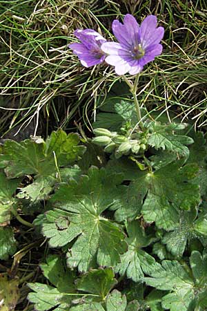 Geranium pyrenaicum \ Pyrenen-Storchschnabel / Hedge-Row Crane's-Bill, E Pyrenäen/Pyrenees, Caldes de Boi 18.8.2006