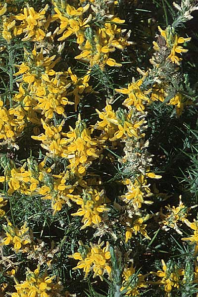 Genista hirsuta subsp. lanuginosa, Behaarter Ginster Genista hirsuta subsp. lanuginosa, Behaarter Ginster