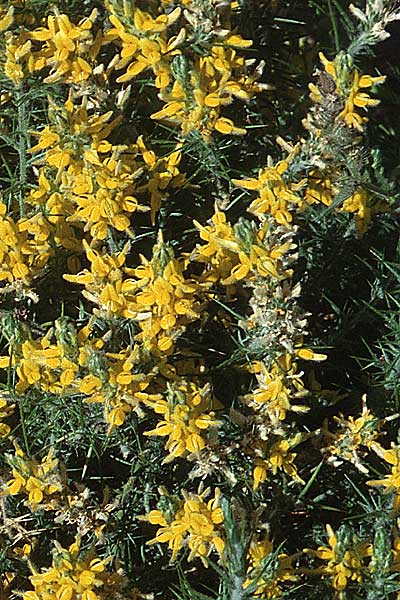 Genista hirsuta subsp. lanuginosa \ Behaarter Ginster / Hairy Broom, E Marbella 20.4.1999