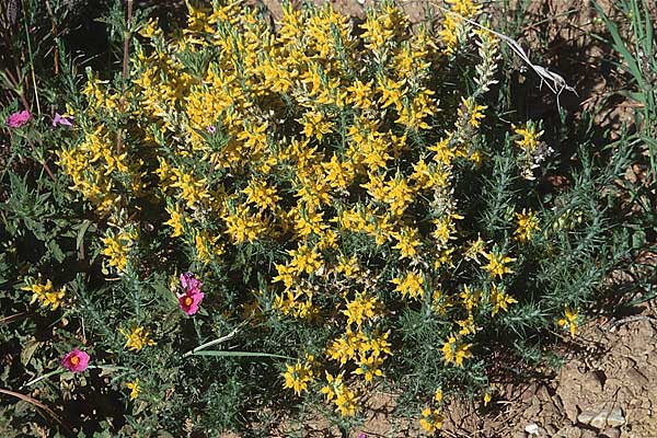 Genista hirsuta subsp. lanuginosa \ Behaarter Ginster / Hairy Broom, E Marbella 20.4.1999