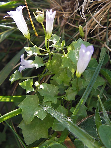 Wahlenbergia hederacea \ Efeu-Moorglckchen, E Picos de Europa, Carrea 11.8.2012