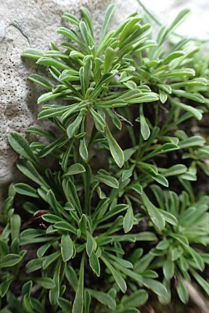 Globularia cordifolia \ Herzblttrige Kugelblume / Leather-Leaf Powder-Puff, E Pyrenäen/Pyrenees, Prat de Cadi 6.8.2018