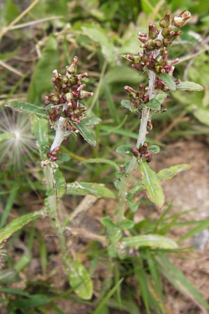 Gnaphalium sylvaticum \ Wald-Ruhrkraut / Heath Cudweed, E Picos de Europa, Carrea 11.8.2012