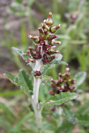 Gnaphalium sylvaticum \ Wald-Ruhrkraut / Heath Cudweed, E Picos de Europa, Carrea 11.8.2012