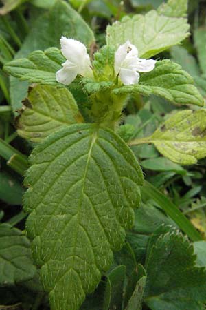 Galeopsis pubescens \ Weichhaariger Hohlzahn / Downy Hemp-Nettle, E Pyrenäen/Pyrenees, Caldes de Boi 18.8.2006