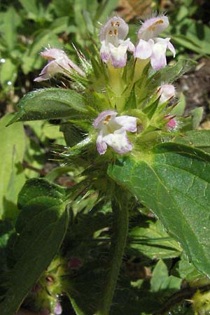 Galeopsis pubescens \ Weichhaariger Hohlzahn / Downy Hemp-Nettle, E Pyrenäen/Pyrenees, Caldes de Boi 18.8.2006