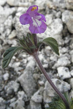 Galeopsis pyrenaica \ Pyrenen-Hohlzahn / Pyrenean Hemp-Nettle, E Pyrenäen/Pyrenees, Caldes de Boi 18.8.2006