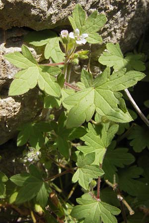 Geranium rotundifolium \ Rundblttriger Storchschnabel / Round-Leaved Crane's-Bill, E Lekeitio 6.8.2012