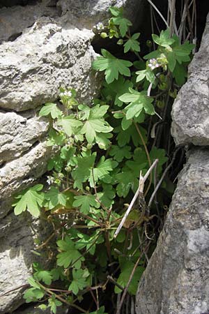Geranium rotundifolium \ Rundblättriger Storchschnabel / Round-Leaved Crane's-Bill, E Lekeitio 6.8.2012