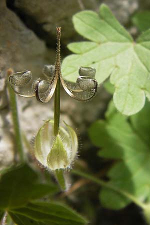 Geranium rotundifolium / Round-Leaved Crane's-Bill, E Lekeitio 6.8.2012