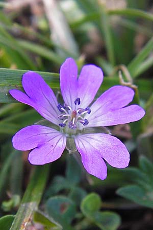 Geranium pyrenaicum \ Pyrenen-Storchschnabel / Hedge-Row Crane's-Bill, E Picos de Europa, Covadonga 7.8.2012