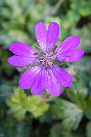 Geranium pyrenaicum \ Pyrenen-Storchschnabel / Hedge-Row Crane's-Bill, E Picos de Europa, Covadonga 7.8.2012