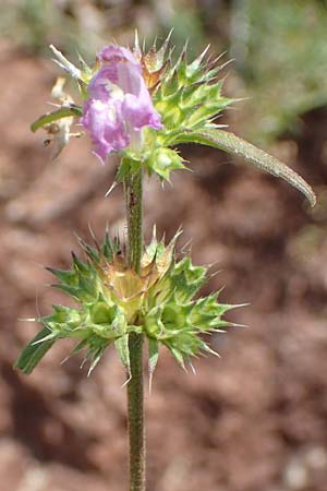 Galeopsis pyrenaica \ Pyrenen-Hohlzahn, E Pyrenäen, Cadi, Fornols 7.8.2018