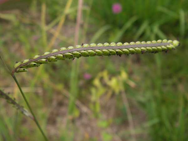 Paspalum dilatatum \ Brasilianische Hirse, E Asturien Llanes 12.8.2012