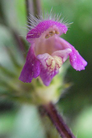 Galeopsis pubescens \ Weichhaariger Hohlzahn, E Pyrenäen, Caldes de Boi 18.8.2006