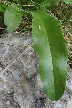 Hieracium amplexicaule \ Stngelumfassendes Habichtskraut / Sticky Hawkweed, E Pyrenäen/Pyrenees, Prat de Cadi 6.8.2018