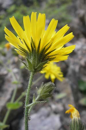 Hieracium amplexicaule \ Stngelumfassendes Habichtskraut / Sticky Hawkweed, E Pyrenäen/Pyrenees, Ordesa 23.8.2011