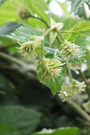 Humulus lupulus \ Hopfen / Hop, E Pyrenäen/Pyrenees, Barruera in Boi - Tal / Valley 16.8.2006