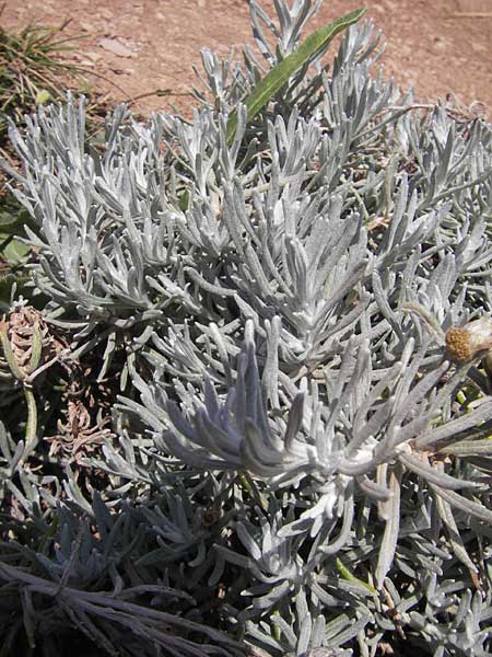 Helichrysum stoechas \ Wohlriechende Strohblume, E Zumaia 16.8.2011