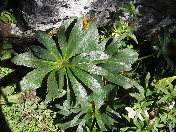 Helleborus viridis subsp. occidentalis \ Westliche Grne Nieswurz, E Picos de Europa, Covadonga 7.8.2012