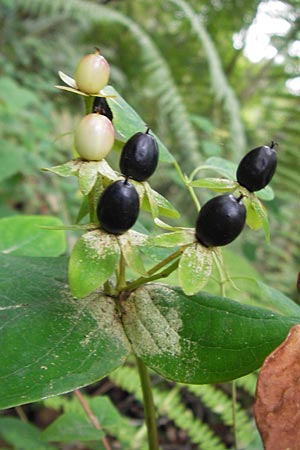 Hypericum androsaemum \ Blut-Johanniskraut, Mannsblut / Tutsan, E Asturien/Asturia Llanes 12.8.2012