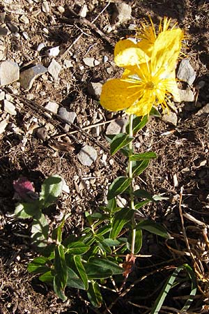 Hypericum richeri subsp. burseri \ Bursers Johanniskraut / Burser's St. John's-Wort, E Picos de Europa, Posada de Valdeon 13.8.2012