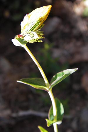 Hypericum richeri subsp. burseri \ Bursers Johanniskraut / Burser's St. John's-Wort, E Picos de Europa, Posada de Valdeon 13.8.2012