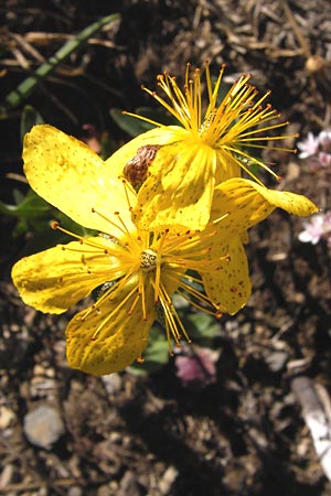 Hypericum richeri subsp. burseri \ Bursers Johanniskraut, E Picos de Europa, Posada de Valdeon 13.8.2012