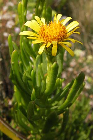 Limbarda crithmoides \ Salz-Alant / Golden Samphire, E Asturien/Asturia Ribadesella 10.8.2012